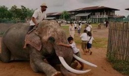 电影 大象 在线观看